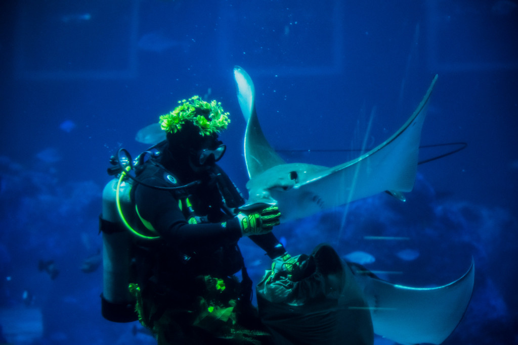 Resort World Sentosa The Sea of Tiki: Dive Feeding