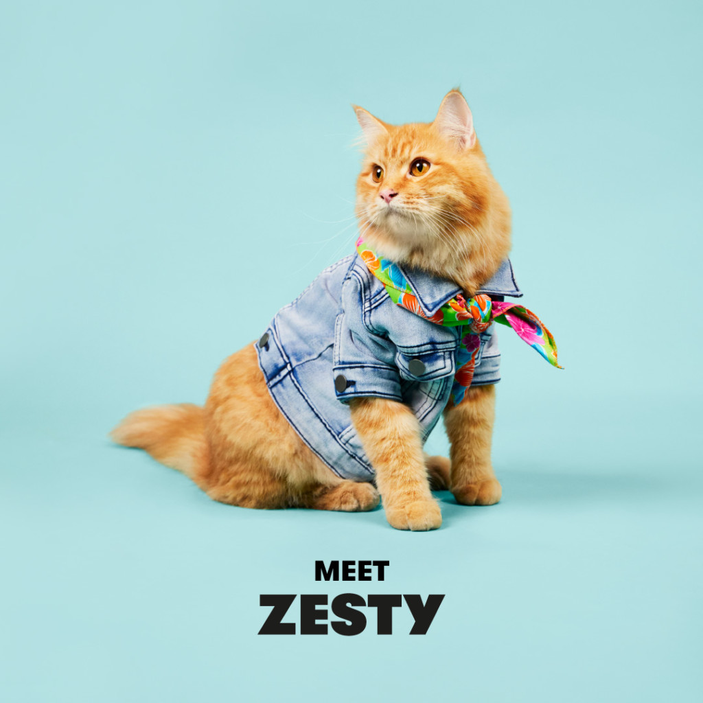 The Atome Kittens: Zesty