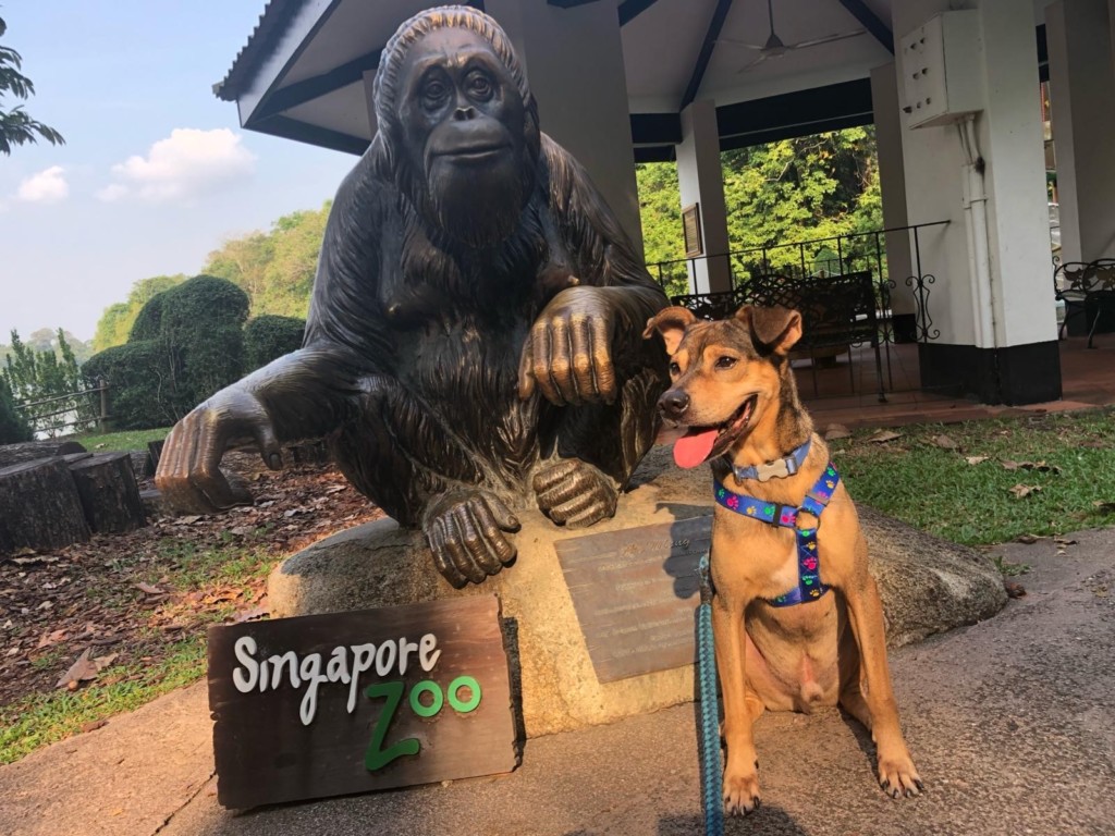 Furever Yours Bruce Singapore Zoo