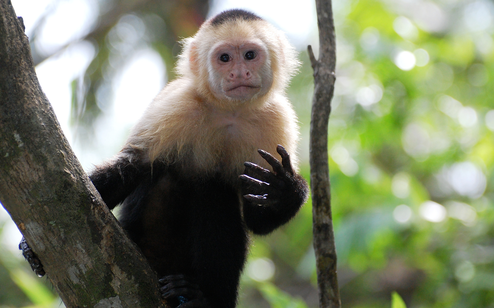 white_faced_capuchin_2_wp