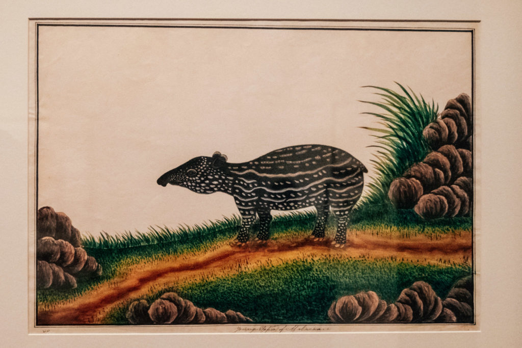 Revisiting Raffles: Malayan tapir