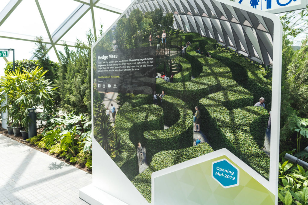 Canopy Park: Hedge Maze
