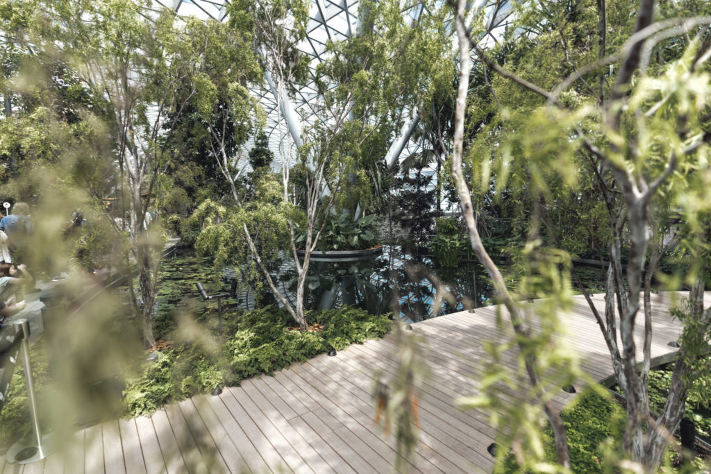 Jewel Changi Attraction: Forest Trail
