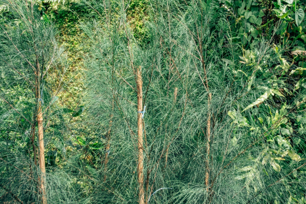 SEA State 9: Casuarina equisetifolia Common Rhu