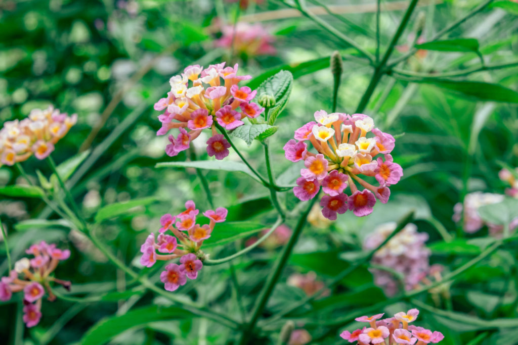 SEA State 9: Lantana camara Chicken Dung Flower 2