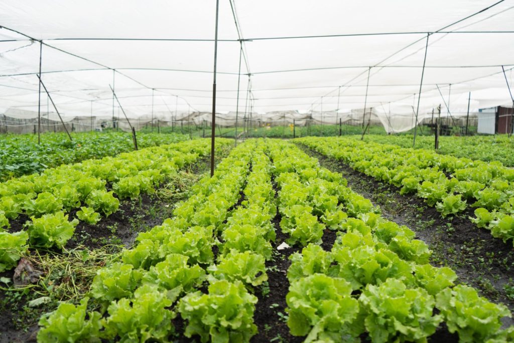 Fat Prince - farm_2