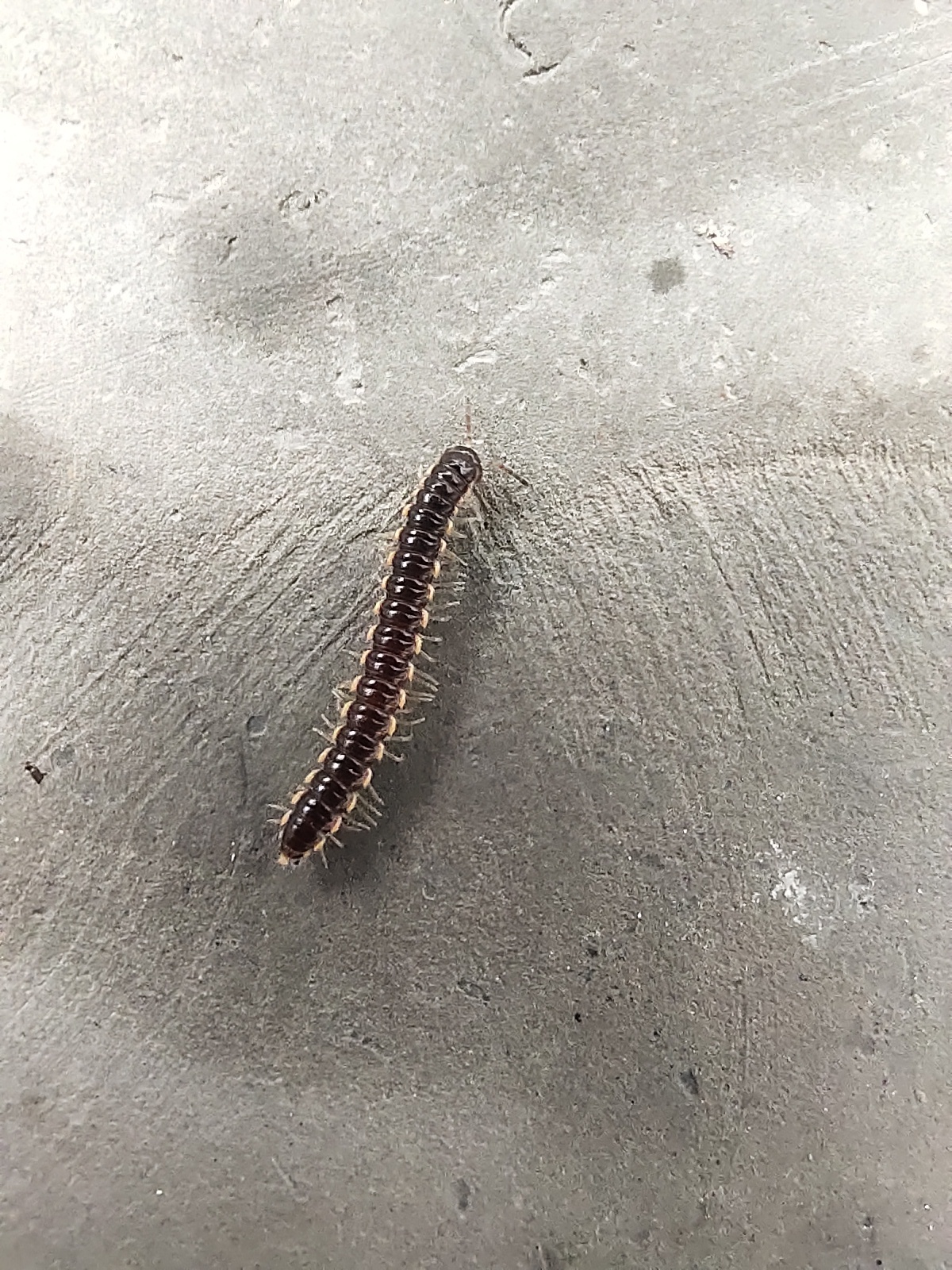 A macro shot of a millipede on a grey surface