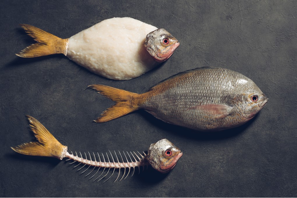 Coping during COVID: Fish