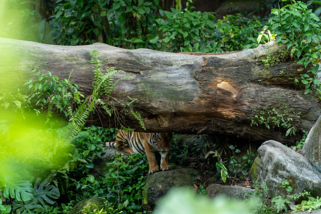Singapore Zoo Happy ZOObilee: Tiger