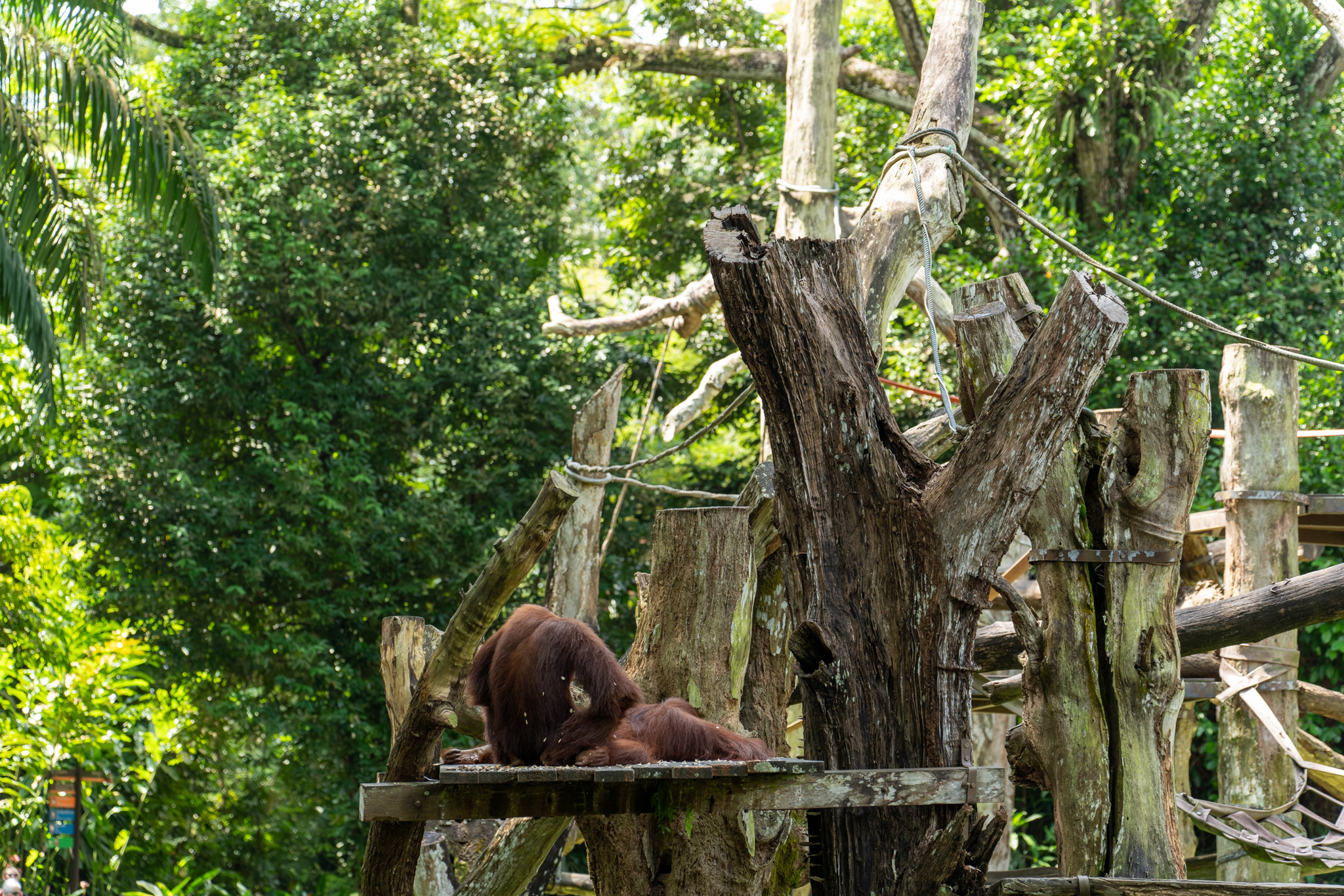 Singapore Zoo Golden ZOObilee: free-range Orangutans