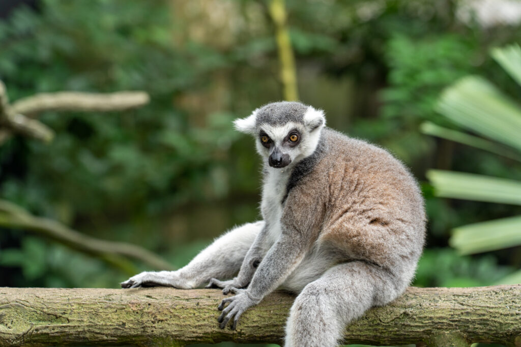 Singapore Zoo Happy ZOObilee: Fragile Forest