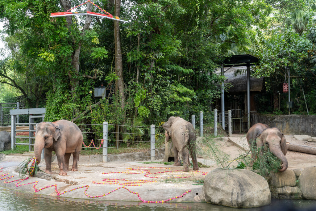 Singapore Zoo Happy ZOObilee: Elephants Showcase
