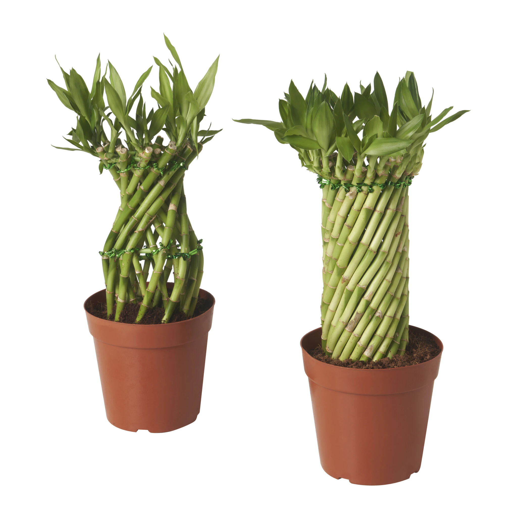 IKEA this Chinese New Year: FSSTA Collection, Special Offers, and In-Store  Fun!