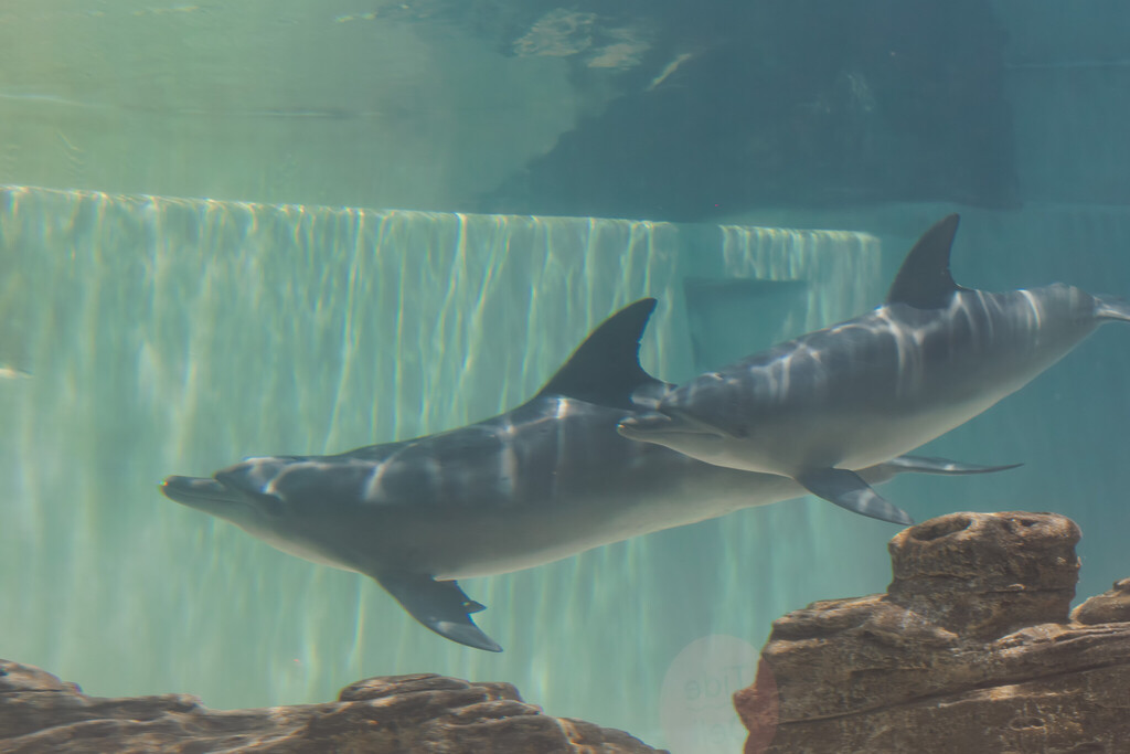 Singapore Oceanarium Animal Dolphins