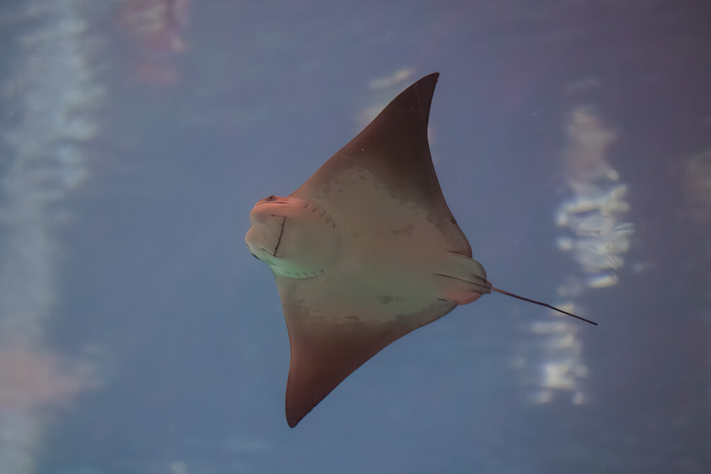 Singapore Oceanarium Animal Rays