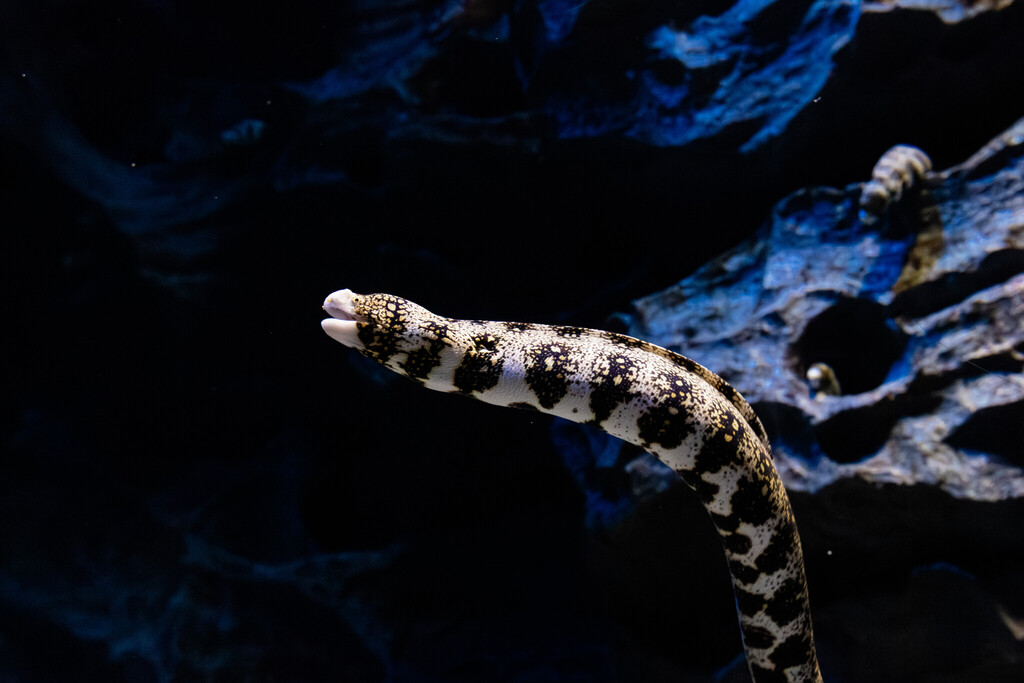 Singapore Oceanarium Animal Moray Eels
