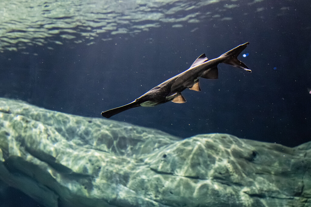 Singapore Oceanarium Animal Paddlefishes
