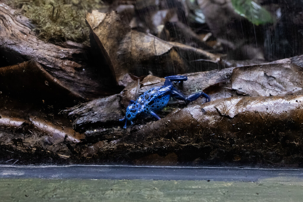 Singapore Oceanarium Animal Poison Dart Frogs