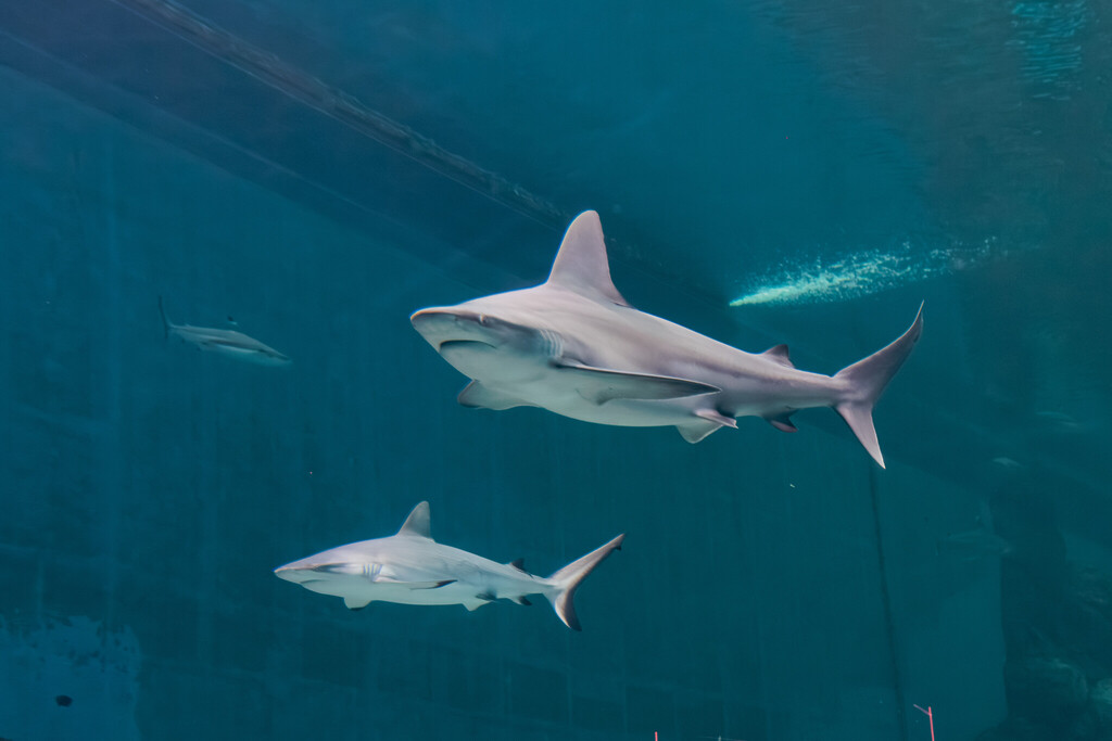 Singapore Oceanarium Animal Sharks