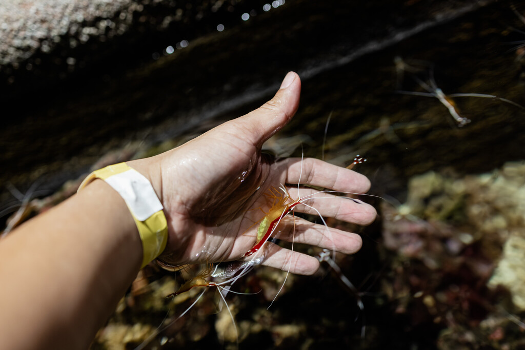 Singapore Oceanarium Animal Cleaner Shrimps