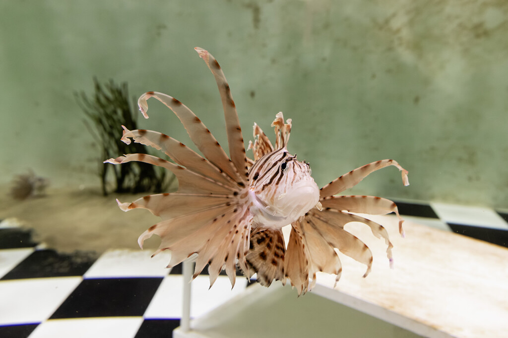 Singapore Oceanarium Animal Lionfishes