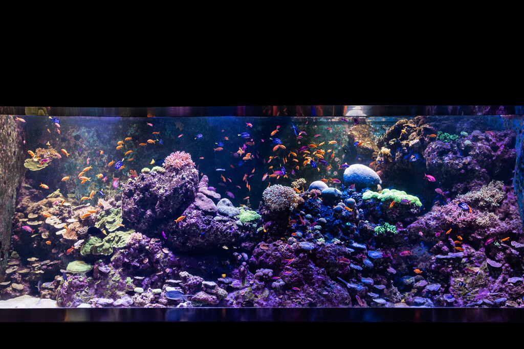Singapore Oceanarium Animal Coral Reef Fishes
