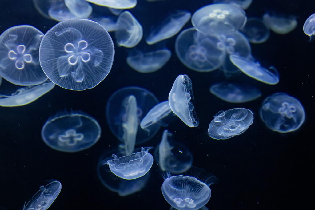 Singapore Oceanarium Animal Moon Jellies