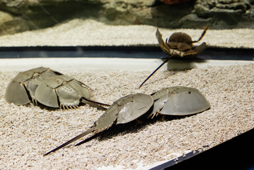 Singapore Oceanarium Animal Horseshoe Crabs