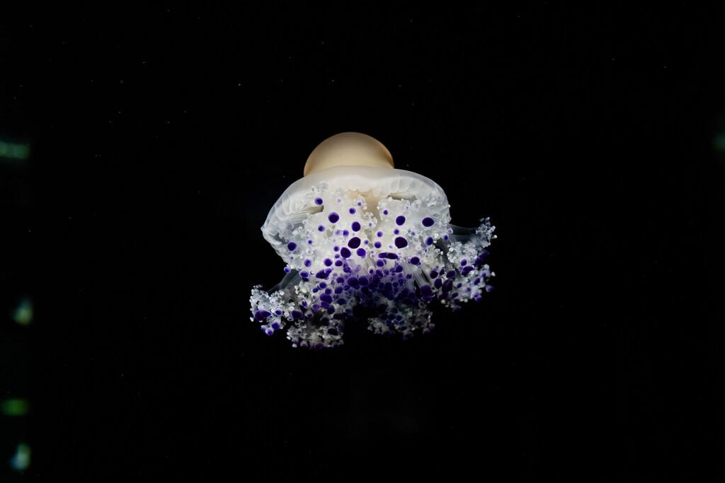 Singapore Oceanarium Animal Fried Egg Jellyfish