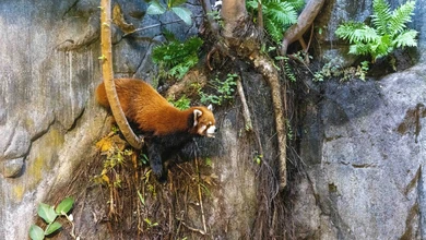 A red panda climbs among tree roots and ferns on a rocky, vine-covered slope.