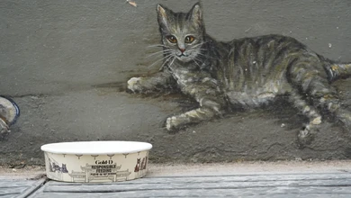 A Cats of Chinatown feeding bowl decorated with mural cats, with a mural cat on the wall behind it