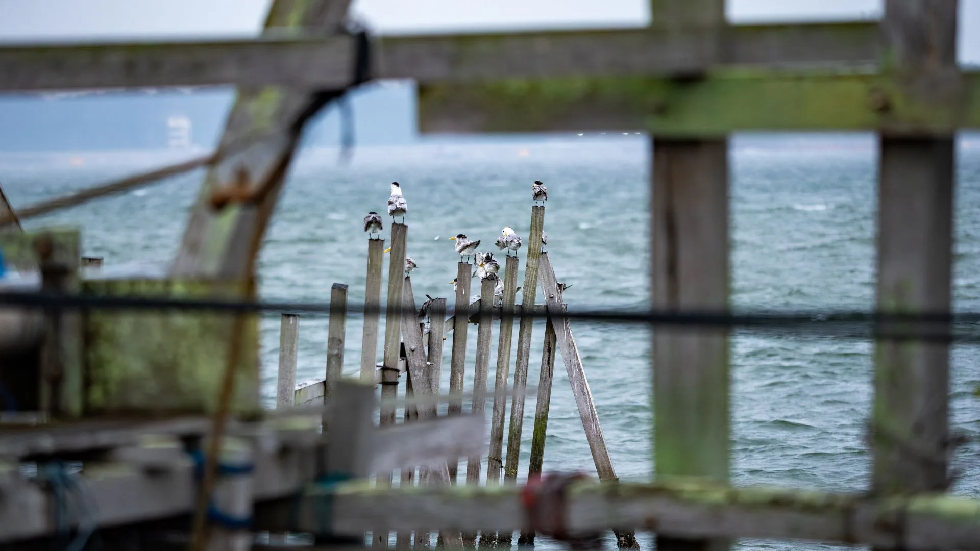 Kelong E63 with seabirds perched on its wooden pilings above open water