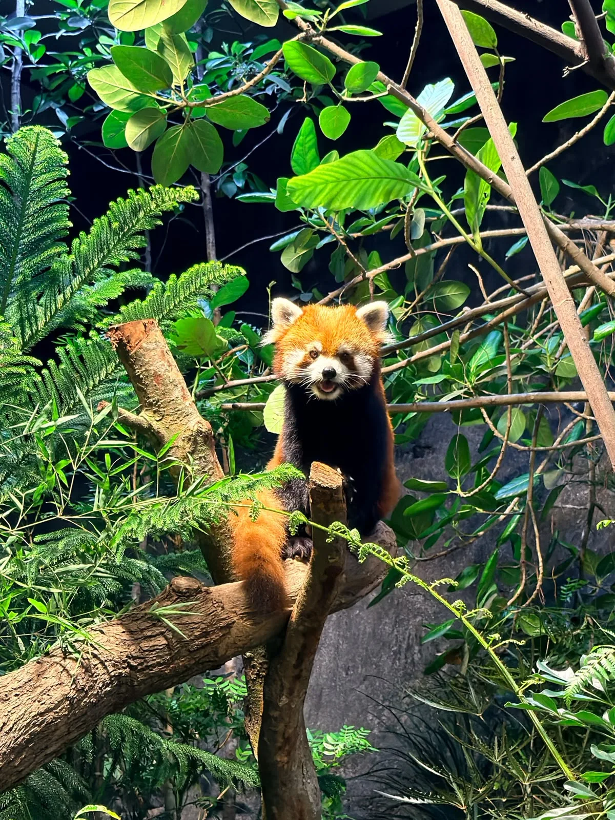 A red panda perched on a branch among green ferns and foliage, looking toward the camera