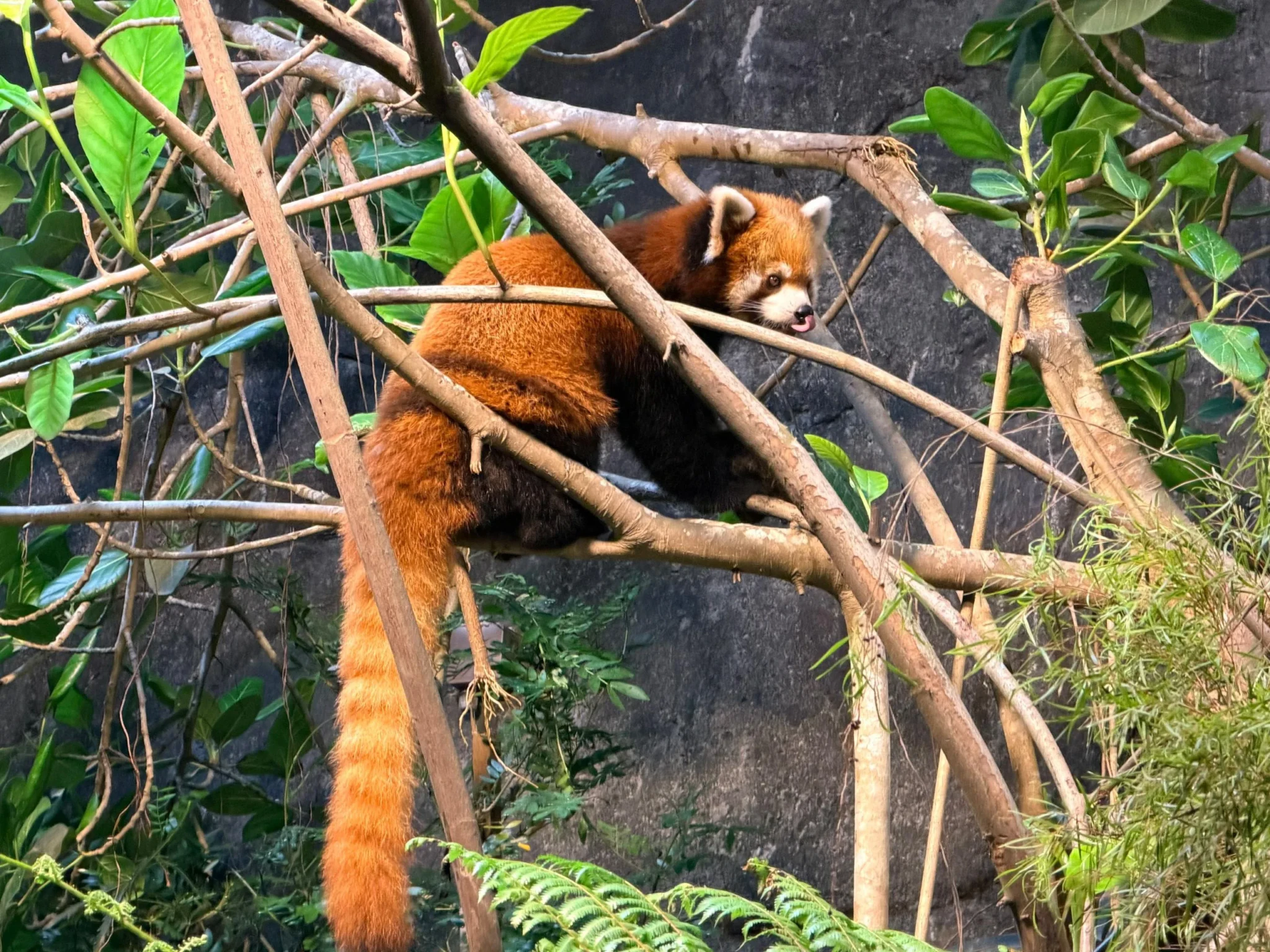 A red panda perched high on tree branches among green foliage, licking its nose, with its ringed tail hanging down