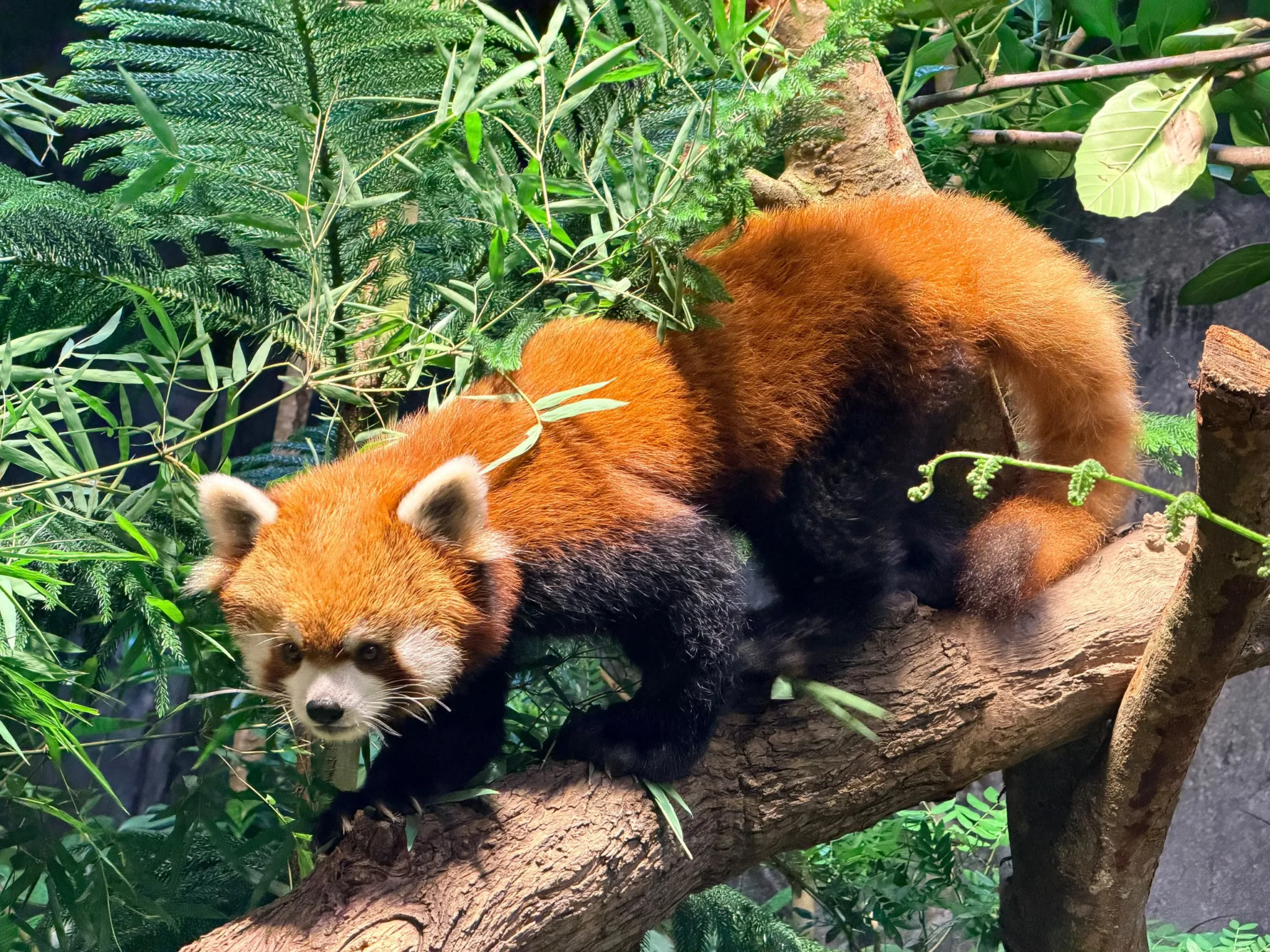 A red panda with orange and black fur stands on a thick tree branch surrounded by green foliage, looking toward the camera