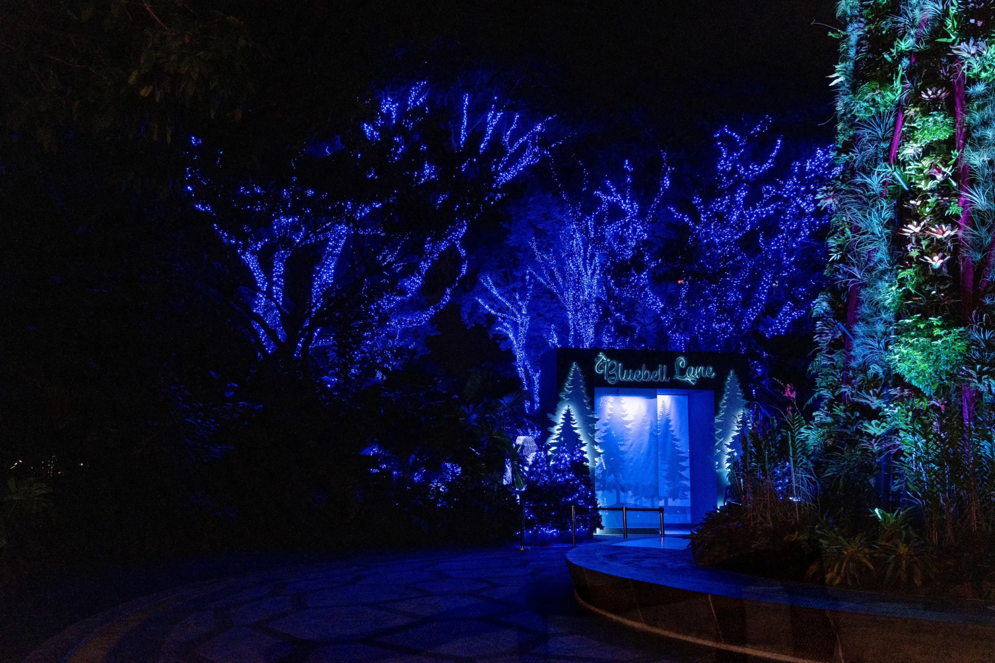 Blue-lit trees beside the Bluebell Lane walkway at Christmas Wonderland, Gardens by the Bay, in 2024