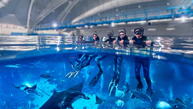 Snorkellers in wetsuits and masks at the surface of the Open Ocean Habitat at Singapore Oceanarium, with manta rays and fish below