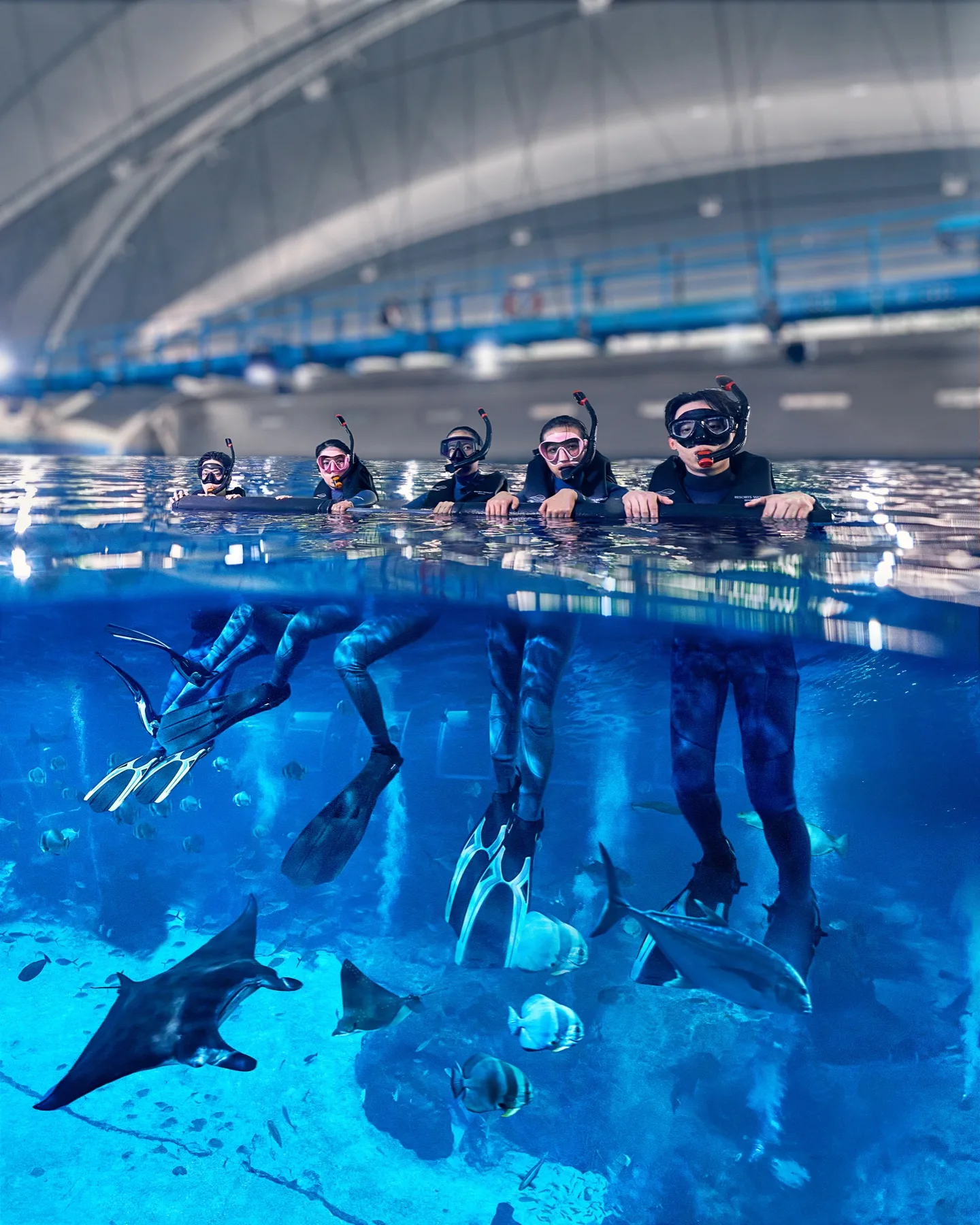 A group of snorkellers in wetsuits and masks floating above manta rays and stingrays in the Open Ocean Habitat