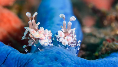 Harlequin shrimp on a blue starfish in Tropical Seas, the first episode of Blue Planet III.