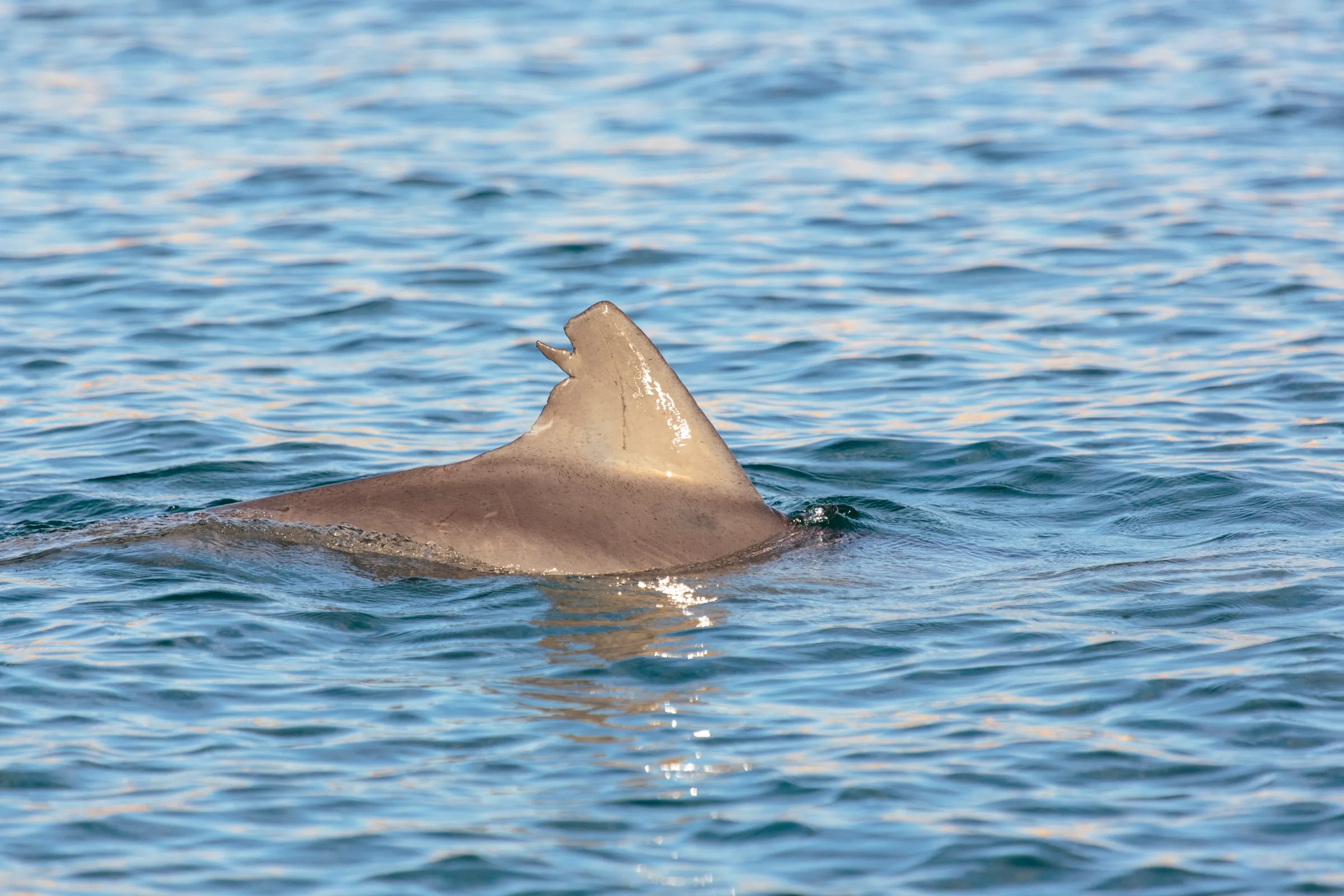 A bottlenose dolphin's dorsal fin breaks the surface of calm water