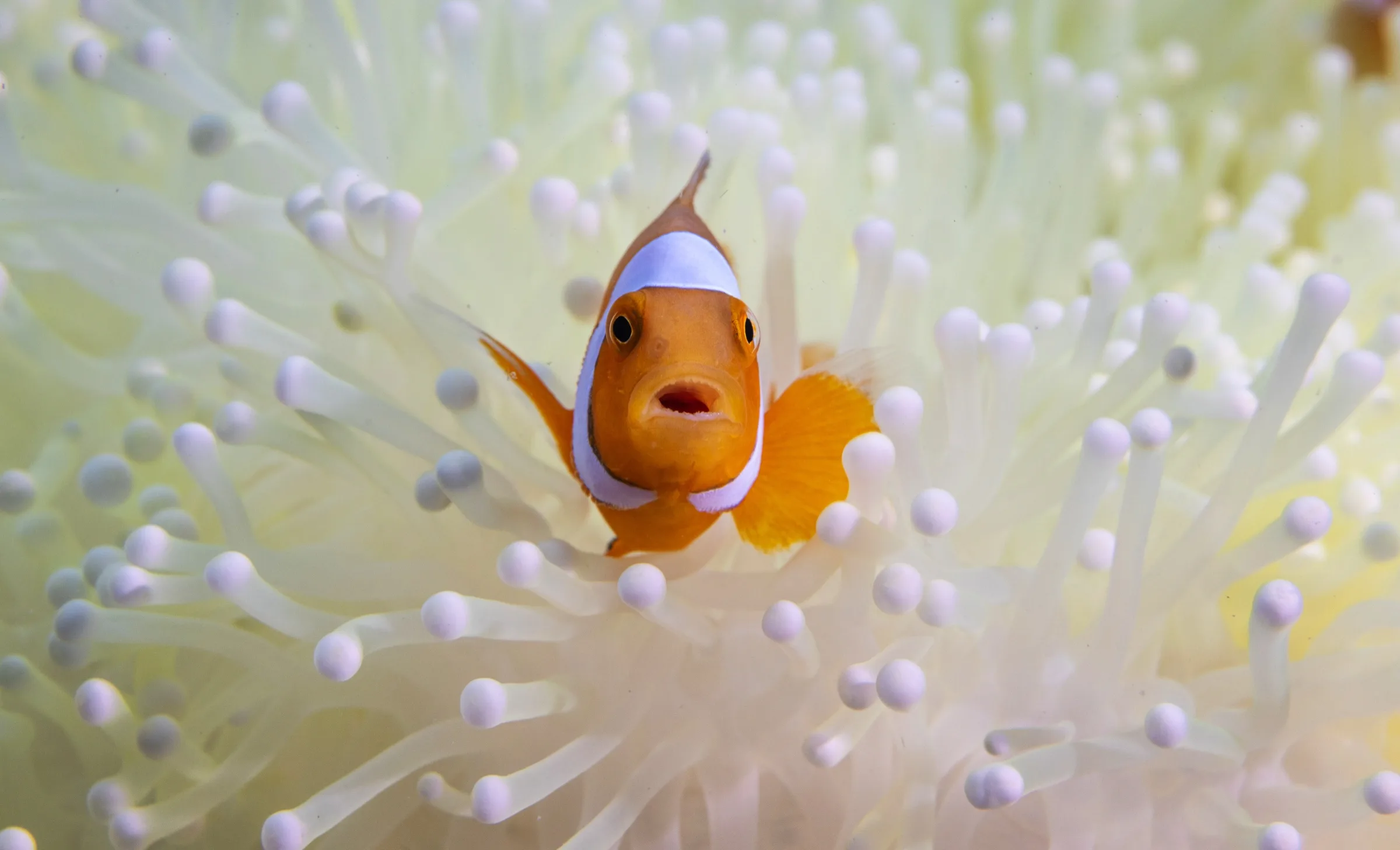 An orange clownfish among the pale, bleached tentacles of a sea anemone