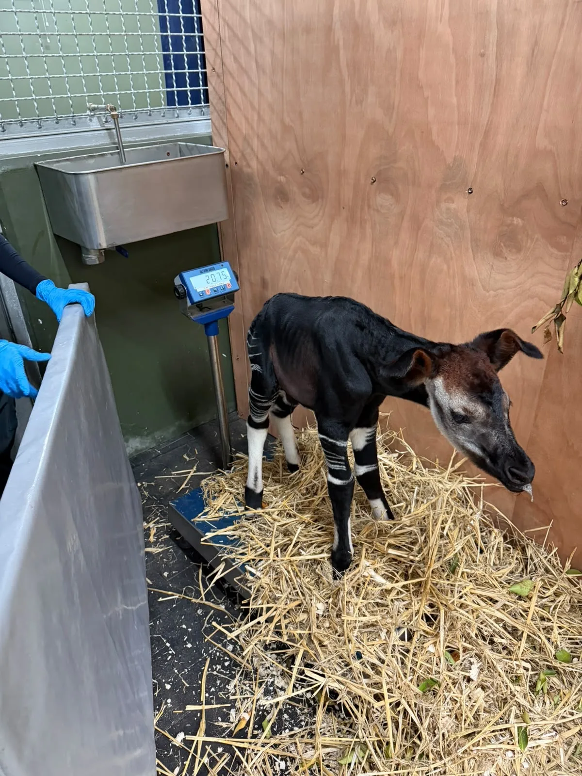 A young black okapi calf with white-striped legs stands on a digital scale at Rainforest Wild Adventure.