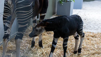 Kisala the okapi standing with her newborn male calf in their den at Rainforest Wild Adventure East