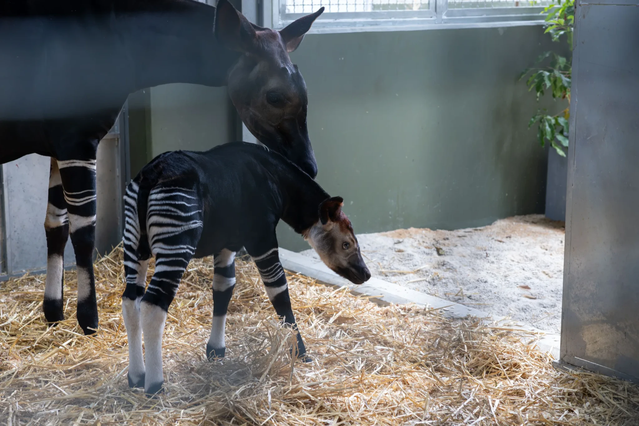 Kisala the okapi tending to her newborn calf inside the den