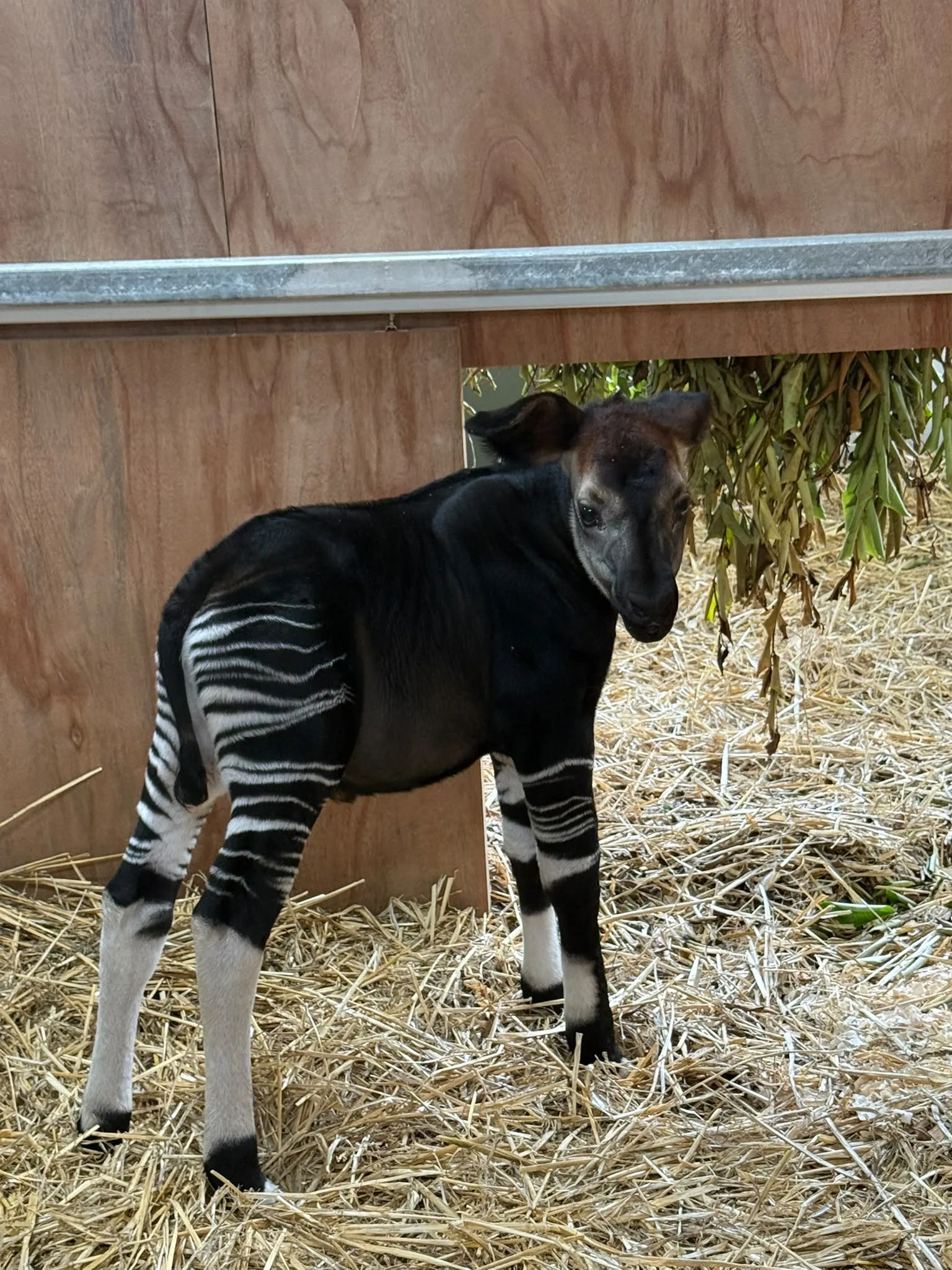 The male okapi calf resting inside the wooden calving box