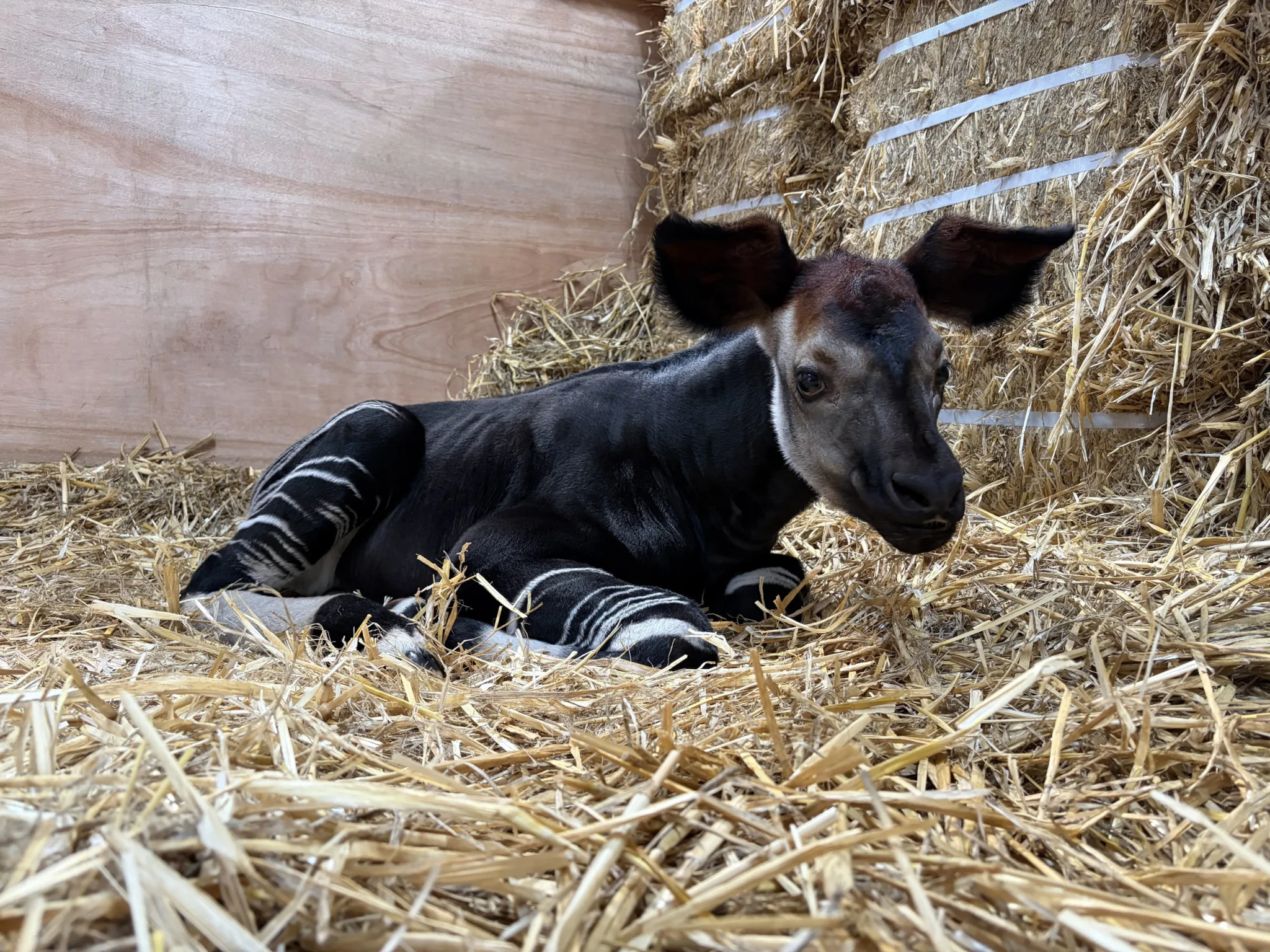 The male okapi calf lying on straw bedding inside his den