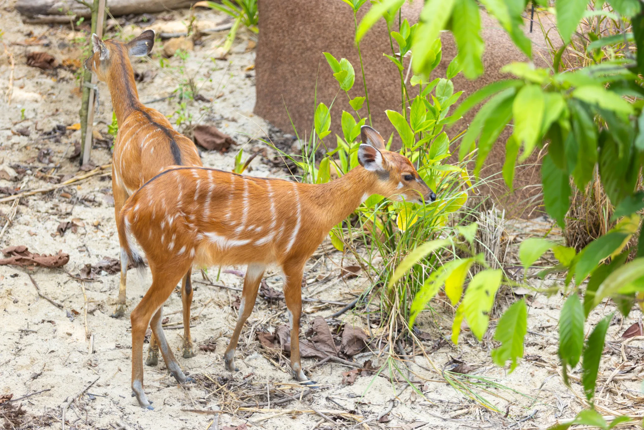 Sitatungas among the vegetation at Red Ravine